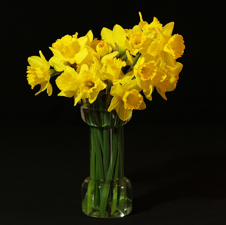yellow flowers in vase with black background