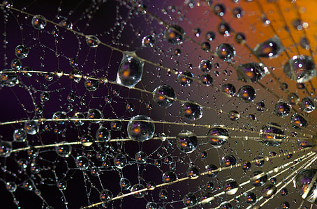 macro photography of water dew drop on spider web