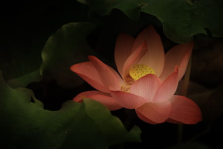 pink and yellow lotus with pads illustration