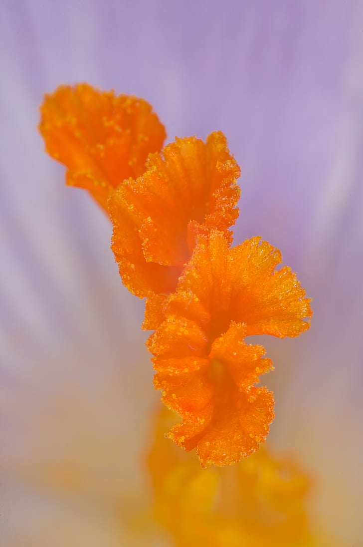 Royalty-Free photo: Purple and orange crocus flower macro photo - PickPik