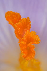 purple and orange crocus flower macro photo