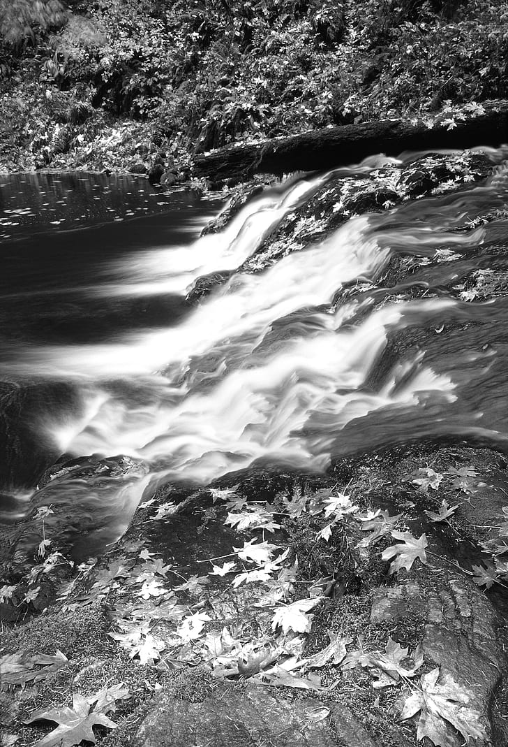Grayscale Photography of Falling Leaves Near Running Water