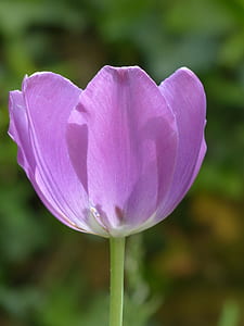 macro photography of purple tulip flower