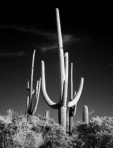 grayscale photo of cactus surrounded with plants