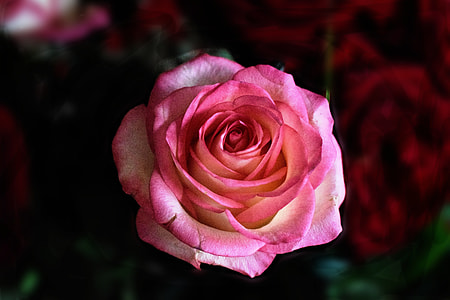selective focus photography of pink rose