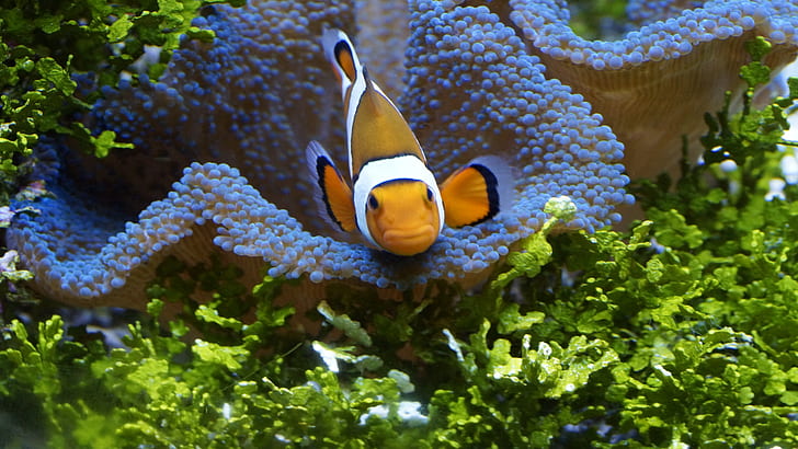 underwater photo of clownfish