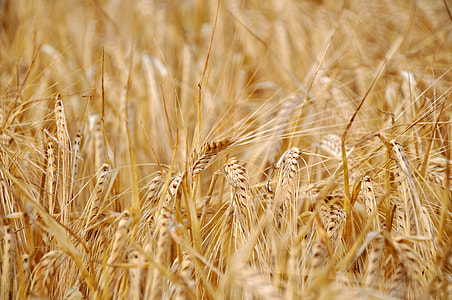 brown wheat field at daytime