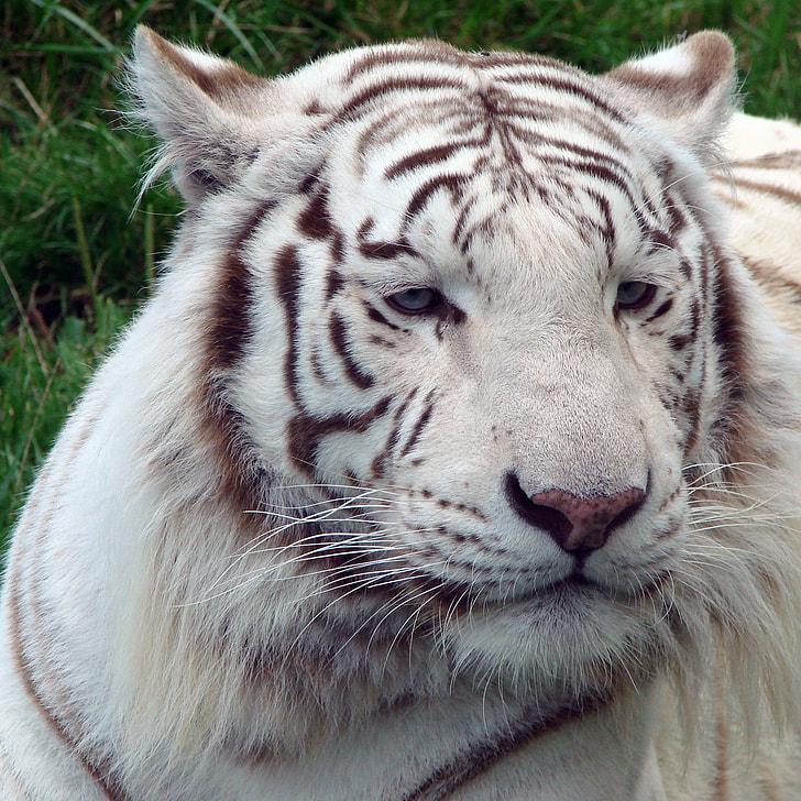 white tiger close up shot
