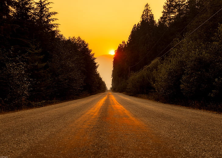 roadway between trees during golden hour