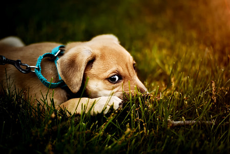 yellow Labrador retriever puppy lying on grass field during daytime