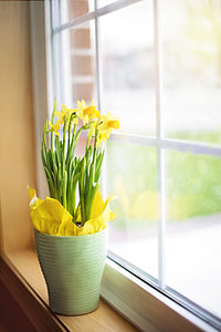 yellow flowers near clear glass panel window