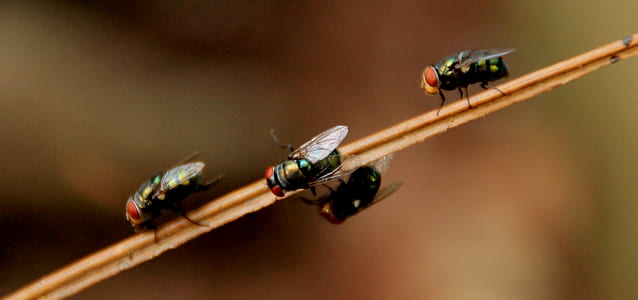 4 Black Fly on Brown Stick