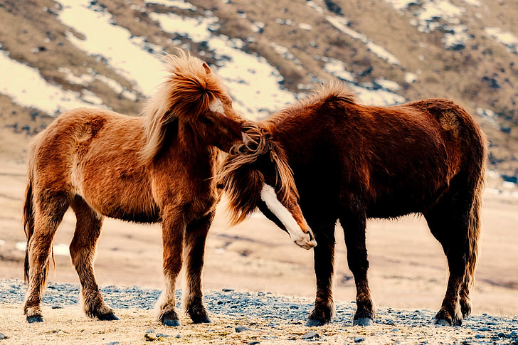 two brown ponies