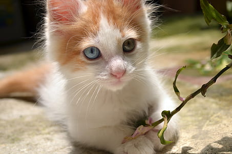 white and orange tabby kitten holding green leaf plant
