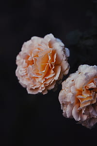 two white-and-orange petaled flowers