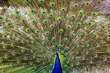 Close-up of Peacock Feathers