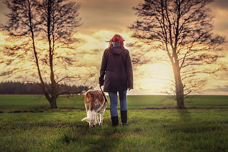 adult brownish-white Saint Bernard and person in black jacket walking on green grasses during sunset