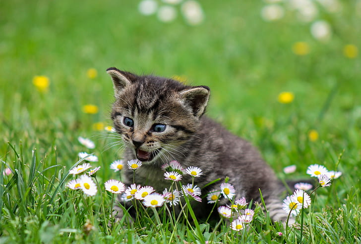 gray tabby kitten on top of green grass lawn