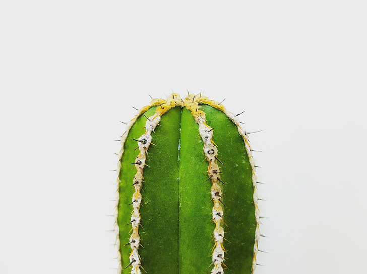 shallow focus photography of green cactus