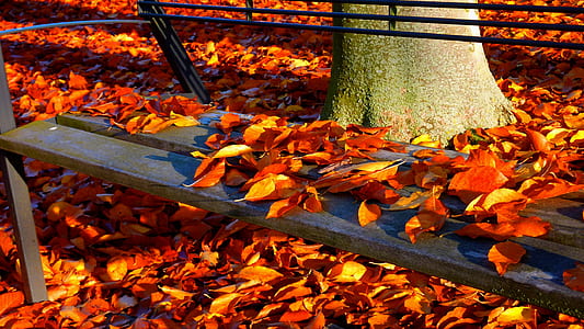 photography of autumn leaves