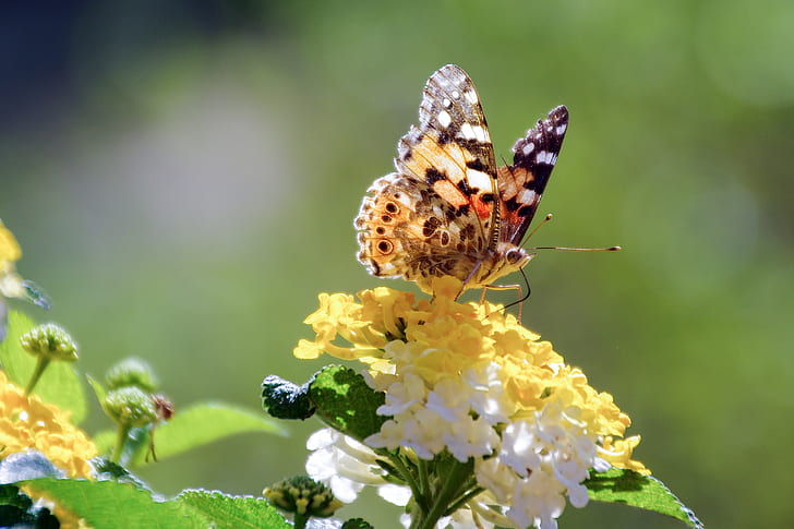 close up photography of painted lady butterfly on yellow and white cluster flower