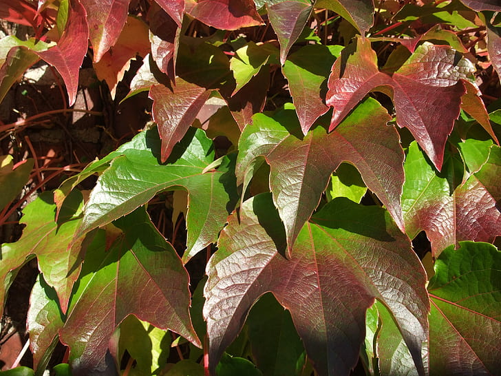 closeup photo of brown-and-green leaf plant