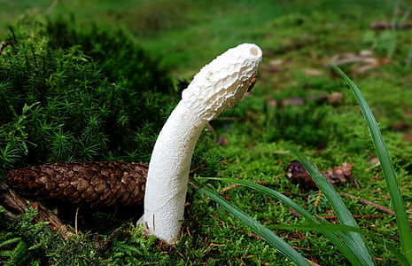 white Stinkhorn mushroom