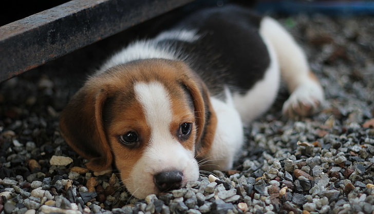 black, tan, and white beagle puppy lying down on gravel