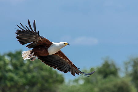 white and brown eagle in sky during daytime