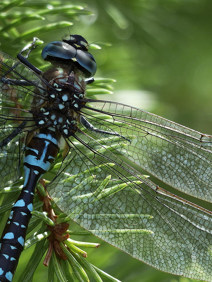 close up photography of black and blue dragonfly