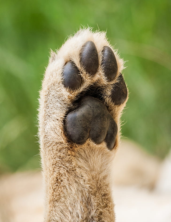 shallow focus photography of an animal paw