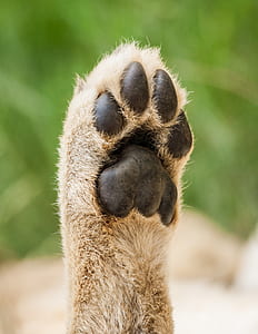 shallow focus photography of an animal paw