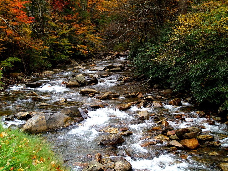 stream with rocks near trees