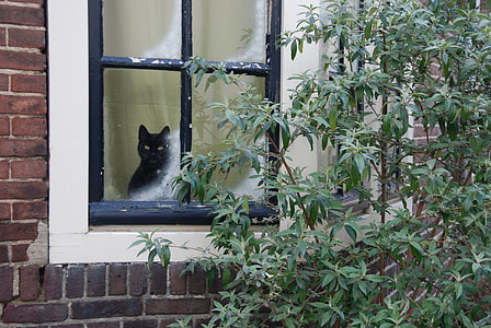 short-coated black cat