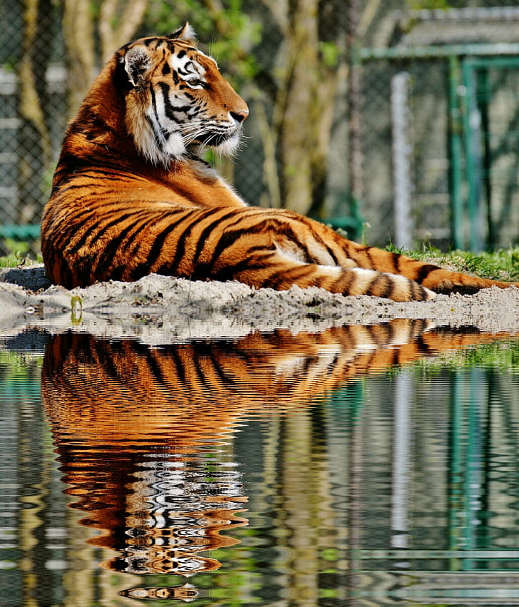 photo of tiger beside body of water