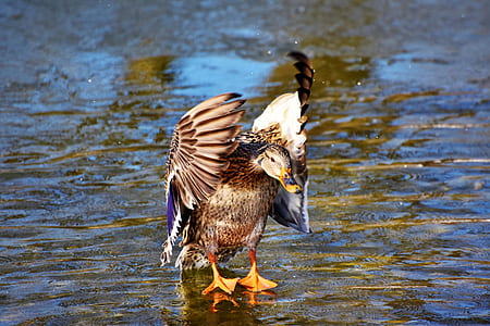 brown duck flapping its wings