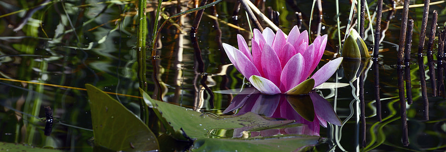 photo of pink lily near water