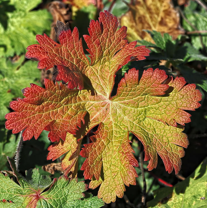 close-up photo of red and green leaves