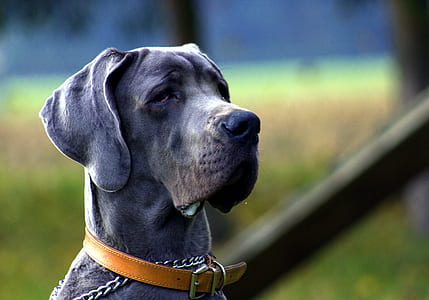 selective focus photography of adult blue great dane