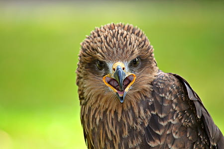 focus photography of brown hawk