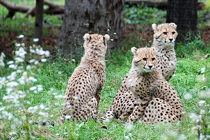 three cheetahs in green covered ground