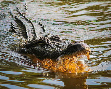 crocodile open mouth in water