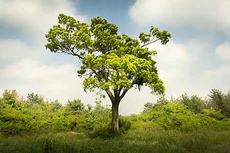 photograph of green leaf tree