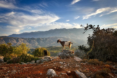 white and brown goat standing on gray rock watching mountain view during daytime