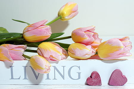 pink and yellow tulip flowers on living board