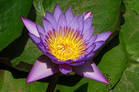 purple Water Lily on green leaf