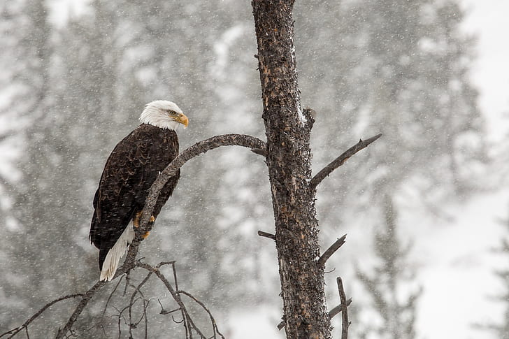 photo of black and white eagle on gray tree