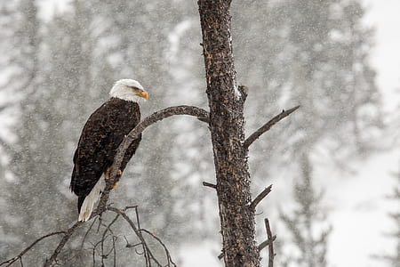 photo of black and white eagle on gray tree