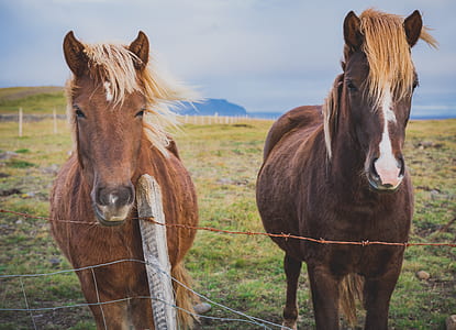 photography of two horse near fence in farm
