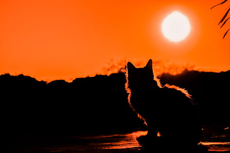 cat silhouette under full moon